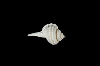 藏品(深溝象法螺)的圖片